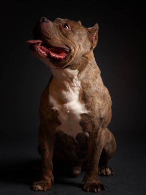 Köpek Amerikan pitbull teriyeri yetiştirir. Koyu arkaplan.