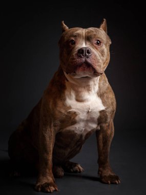 Köpek Amerikan pitbull teriyeri yetiştirir. Koyu arkaplan.