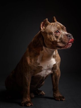 Köpek Amerikan pitbull teriyeri yetiştirir. Koyu arkaplan.