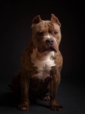Köpek Amerikan pitbull teriyeri yetiştirir. Koyu arkaplan.