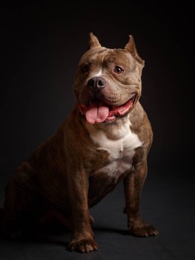Köpek Amerikan pitbull teriyeri yetiştirir. Koyu arkaplan.