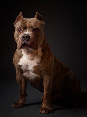 Köpek Amerikan pitbull teriyeri yetiştirir. Koyu arkaplan.