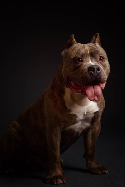 Köpek Amerikan pitbull teriyeri yetiştirir. Koyu arkaplan.