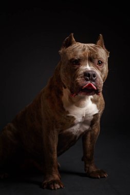 Köpek Amerikan pitbull teriyeri yetiştirir. Koyu arkaplan.
