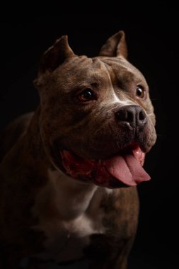 Köpek Amerikan pitbull teriyeri yetiştirir. Koyu arkaplan.