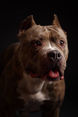 Köpek Amerikan pitbull teriyeri yetiştirir. Koyu arkaplan.