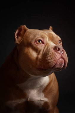 Köpek Amerikan pitbull teriyeri yetiştirir. Koyu arkaplan.