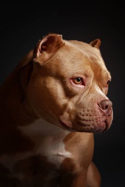 Köpek Amerikan pitbull teriyeri yetiştirir. Koyu arkaplan.