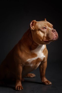 Köpek Amerikan pitbull teriyeri yetiştirir. Koyu arkaplan.