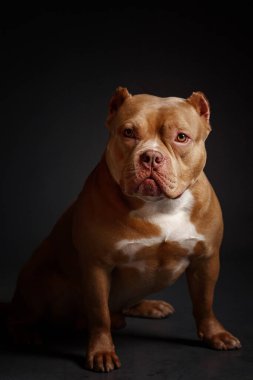 Köpek Amerikan pitbull teriyeri yetiştirir. Koyu arkaplan.