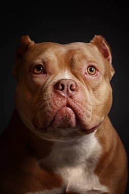 Köpek Amerikan pitbull teriyeri yetiştirir. Koyu arkaplan.