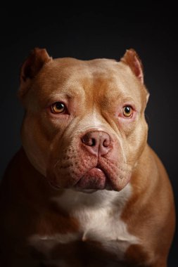 Köpek Amerikan pitbull teriyeri yetiştirir. Koyu arkaplan.