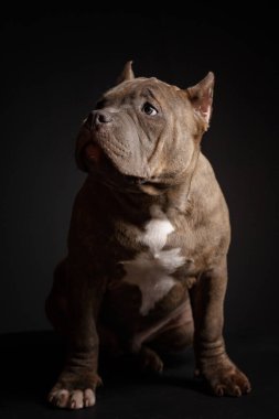 Köpek Amerikan pitbull teriyeri yetiştirir. Koyu arkaplan.