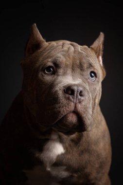 Köpek Amerikan pitbull teriyeri yetiştirir. Koyu arkaplan.
