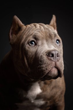 Köpek Amerikan pitbull teriyeri yetiştirir. Koyu arkaplan.