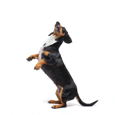 Sevimli dachshund köpeği beyaz arka planda arka ayakları üzerinde duruyor.