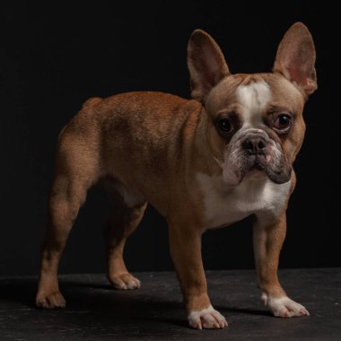 Genç Fransız bulldog siyah arka planda oturuyor..