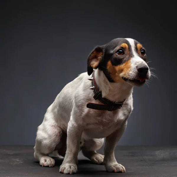Jack Russell Terrier Jeden Rok Starý Sedí Před Šedým Pozadím — Stock fotografie