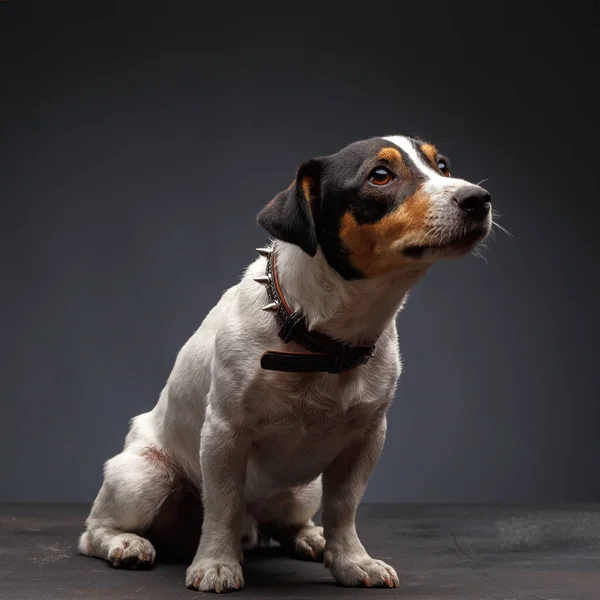 Jack Russell Terrier Jeden Rok Starý Sedí Před Šedým Pozadím — Stock fotografie