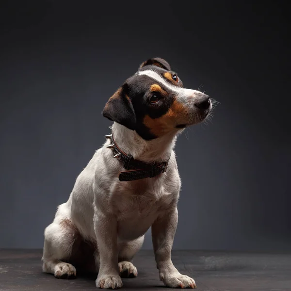 Jack Russell Terrier 坐在灰色背景前 — 图库照片