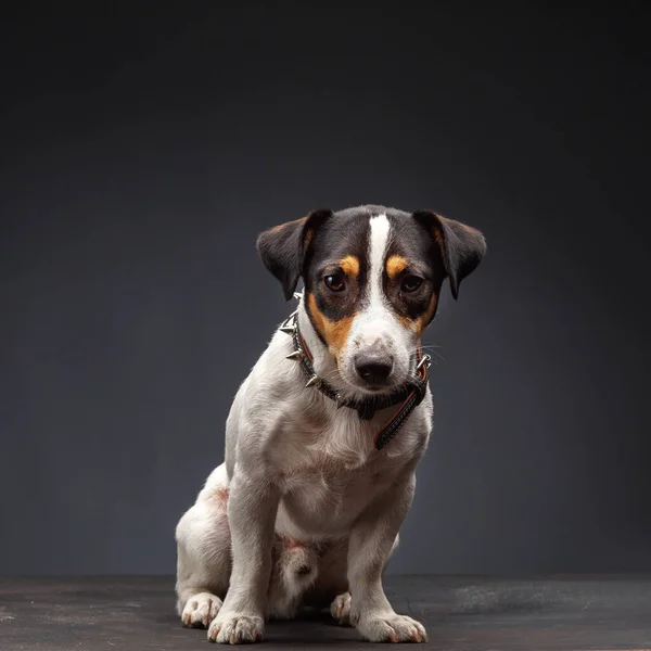 Jack Russell Terrier 坐在灰色背景前 — 图库照片