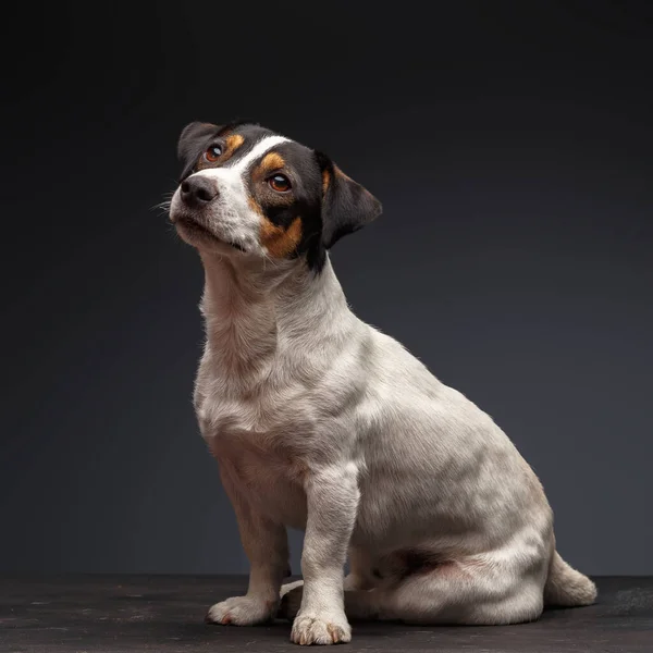 Jack Russell Terrier Jeden Rok Starý Sedí Šedém Pozadí — Stock fotografie