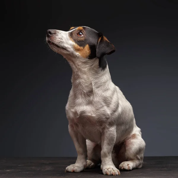 Jack Russell Terrier Jeden Rok Starý Sedí Šedém Pozadí — Stock fotografie