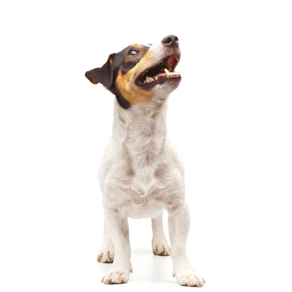 Jack Russell Terrier Jeden Rok Starý Sedí Před Bílým Pozadím — Stock fotografie