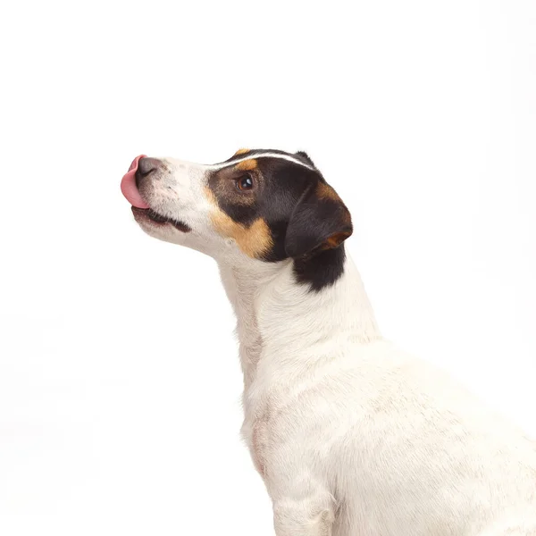 Jack Russell Terrier Jeden Rok Starý Sedí Boku Bílého Pozadí — Stock fotografie
