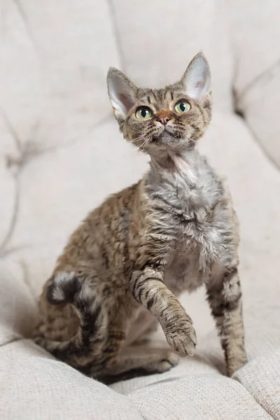 Devon Rex Kot Siedzi Kanapie — Zdjęcie stockowe