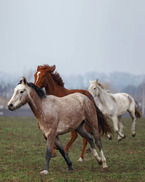 Caballos Jóvenes Pastoreo Estilo Libre —  Fotos de Stock