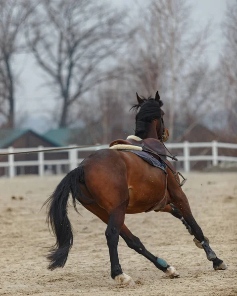 一匹欢快的马在背上疾驰 — 图库照片