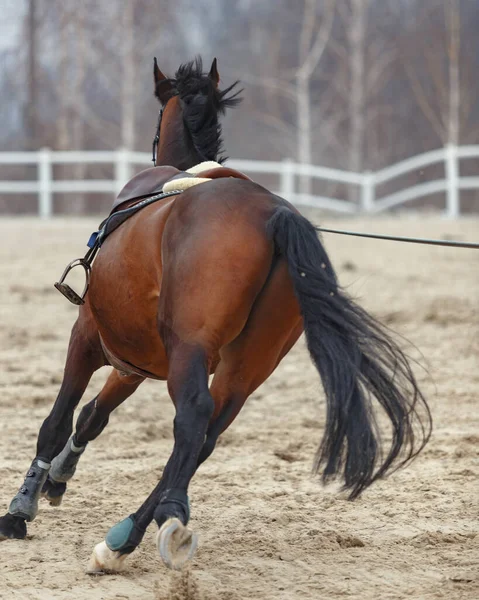 Een Speels Paard Galoppeert Rug — Stockfoto