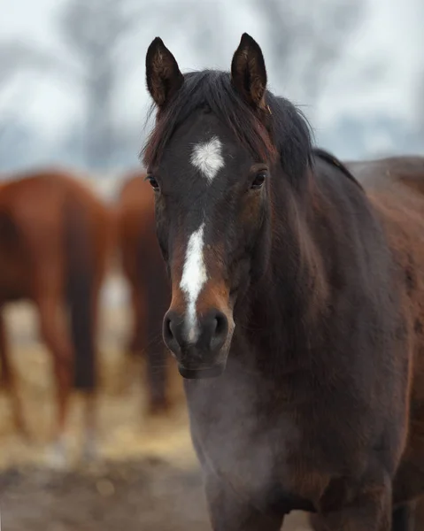 Young Horses Freestyle Grazing — Stock Photo, Image