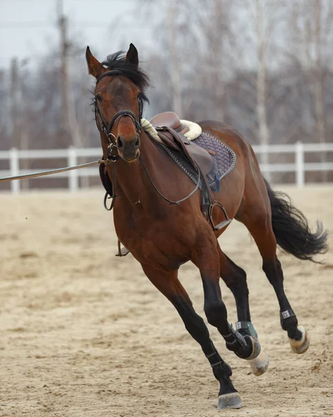 A frisky horse gallops on the back