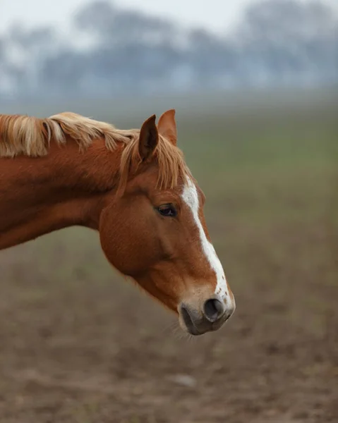 Jovens Cavalos Pastoreio Estilo Livre — Fotografia de Stock