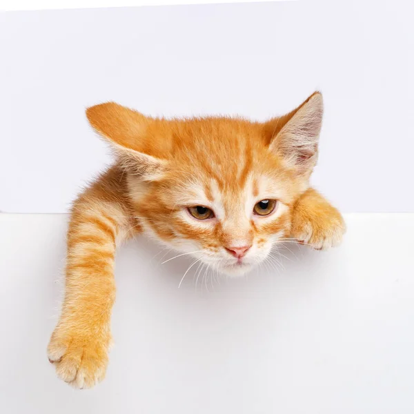 Gatinho Gengibre Bonito Espreita Para Fora Borda Uma Placa Branca — Fotografia de Stock