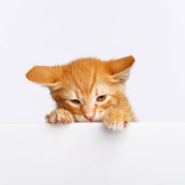 Gatinho Gengibre Bonito Espreita Para Fora Borda Uma Placa Branca — Fotografia de Stock