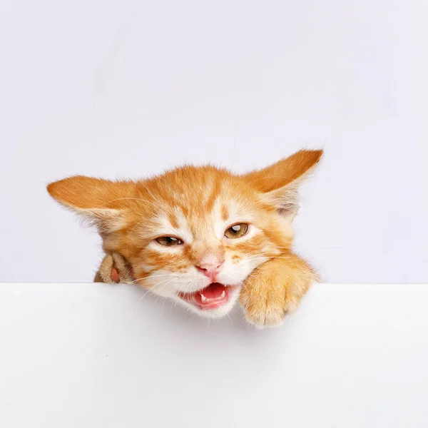 一只可爱的生姜猫从白板的边缘向外张望 复制空间 — 图库照片