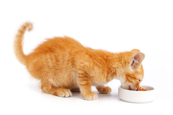 Liten Ingefära Kattunge Äter Kattmat Från Skål — Stockfoto