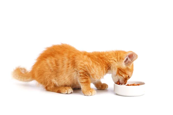 Little Ginger Kitten Eats Cat Food Bowl — Stock Photo, Image