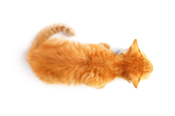 Little Ginger Kitten Eats Cat Food Bowl — Stock Photo, Image
