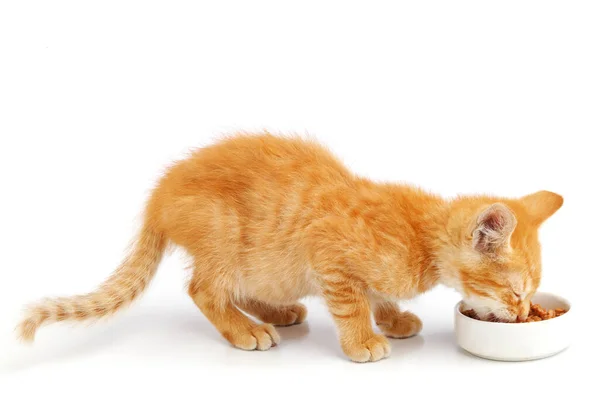 Liten Ingefära Kattunge Äter Kattmat Från Skål — Stockfoto