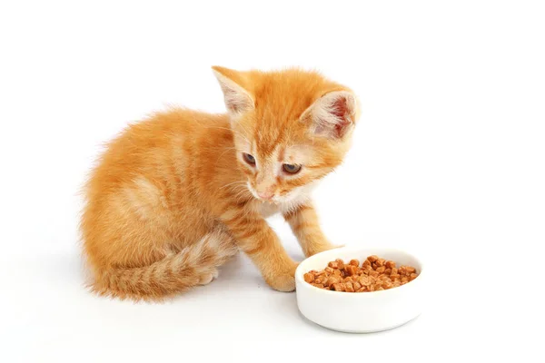 Pequeno Gatinho Gengibre Come Comida Gato Uma Tigela — Fotografia de Stock