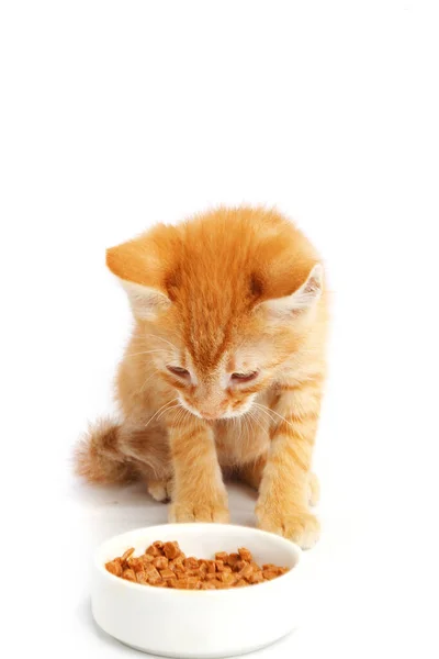Pequeno Gatinho Gengibre Come Comida Gato Uma Tigela — Fotografia de Stock
