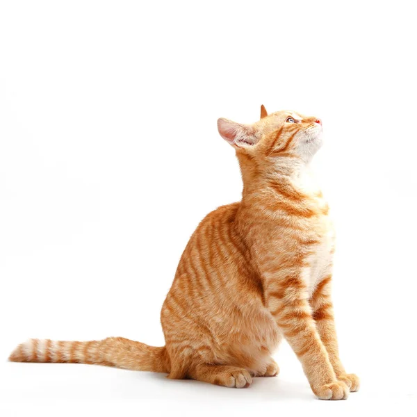 Cute Red Cat White Background — Stock Photo, Image