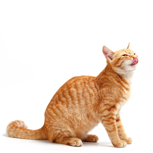 Cute Red Cat White Background — Stock Photo, Image