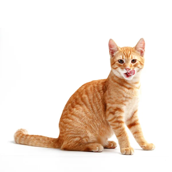 Cute Red Cat White Background — Stock Photo, Image