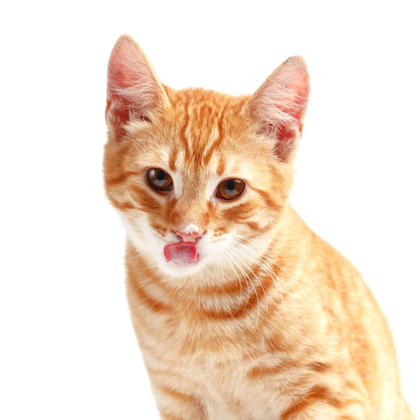 Niedliche Rote Katze Auf Weißem Hintergrund — Stockfoto