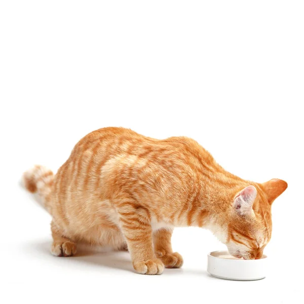 Cute Red Cat White Background — Stock Photo, Image